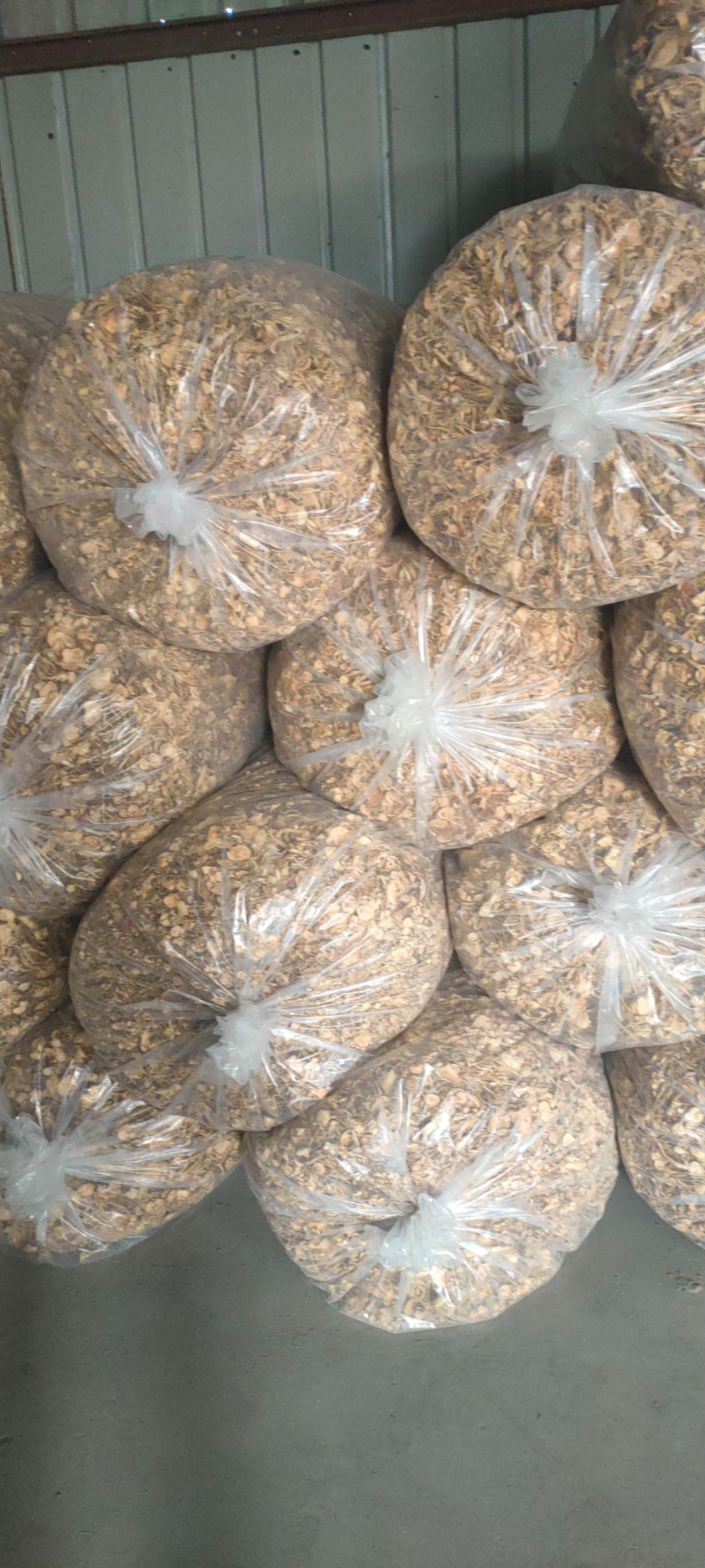 黄金针菇 干金针菇 已开伞