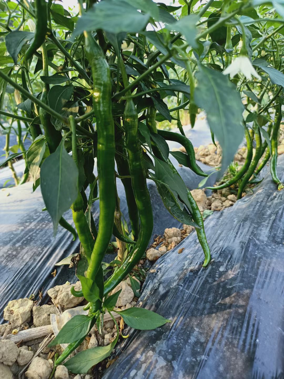 辣椒  大量棘椒上市欢迎各位老板过来釆购