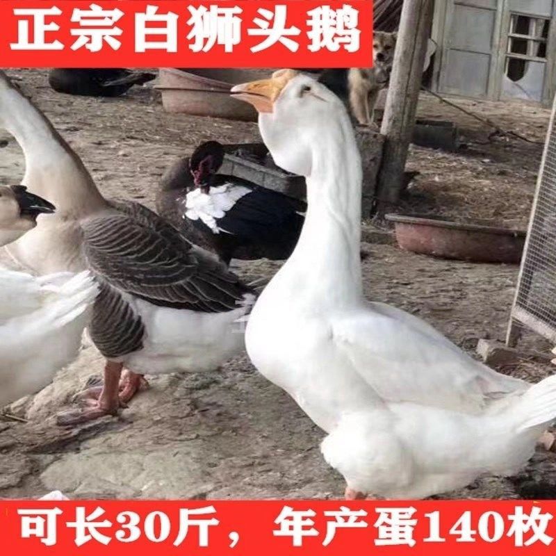  纯种狮头鹅，成活率高。养殖季节抓紧购买