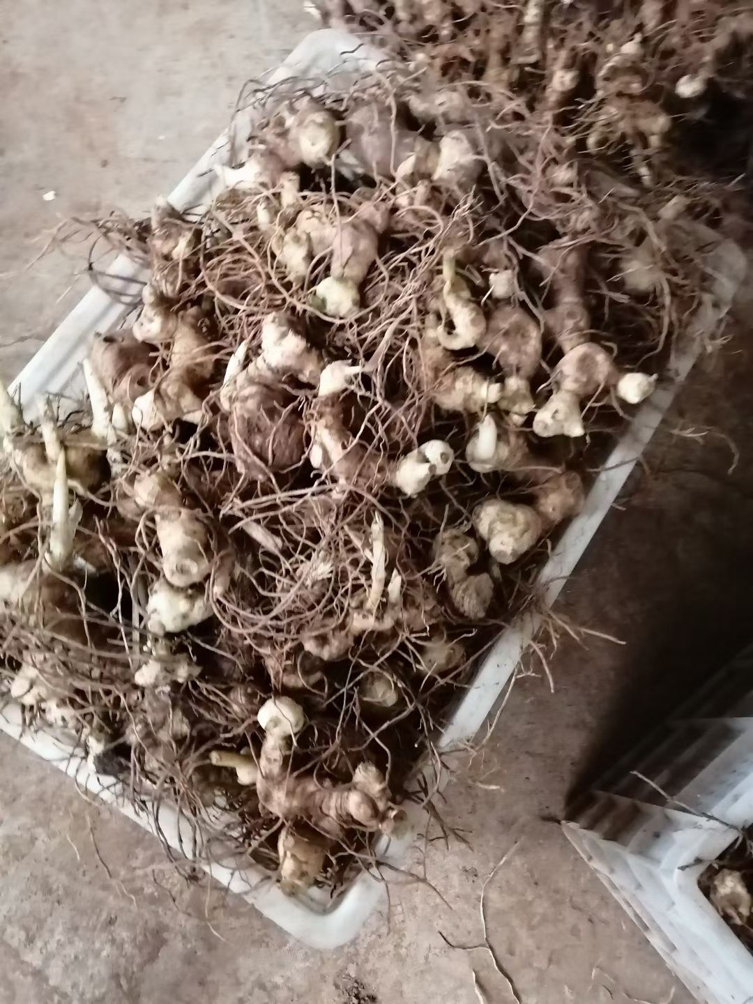 黄精块茎 姜型不倒苗多花甜黄 黄精种苗 黄精苗猫儿姜 老虎姜