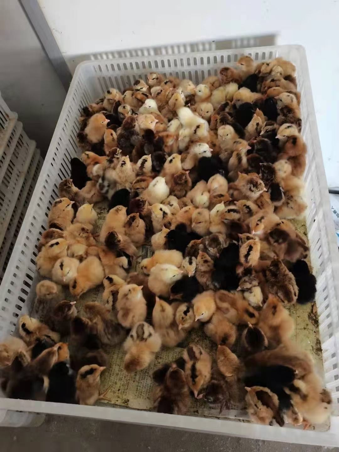 江汉鸡苗  现大量批发江汉土鸡，不同周龄脱温鸡，防疫到位，健康活跃。