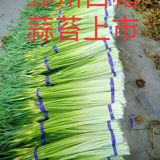 邳州市白帽蒜薹 江苏省徐州市邳州市 60~70cm 