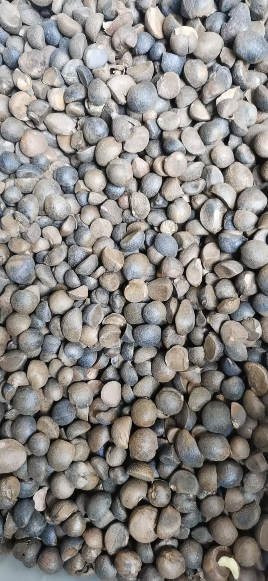 供应油茶籽、山茶籽、茶籽