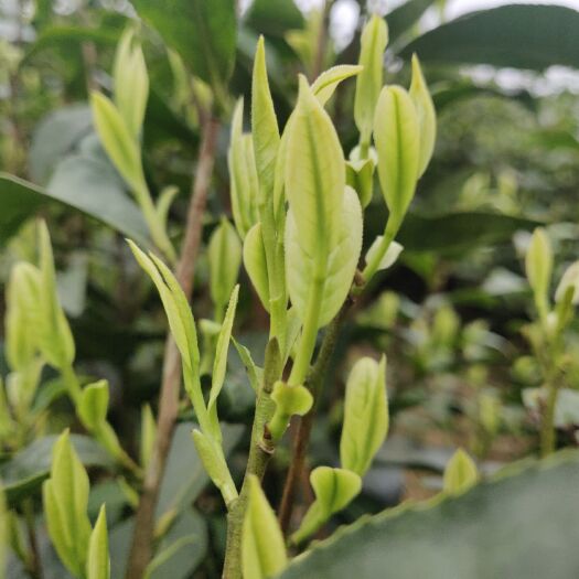 务川县新白茶  明前头茶2021新茶正宗白茶