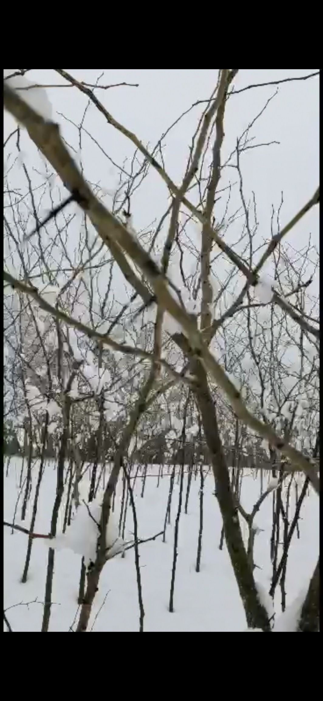 猪牙皂角树  6年皂角树苗 自家种植 本溪桓仁