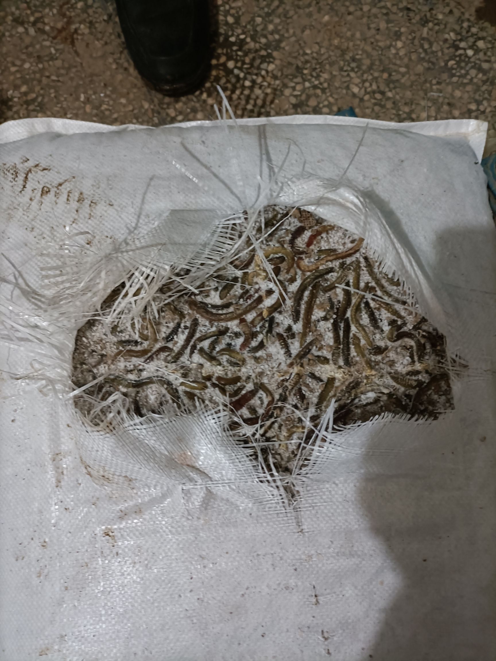 纯人工挖的青蚯蚓