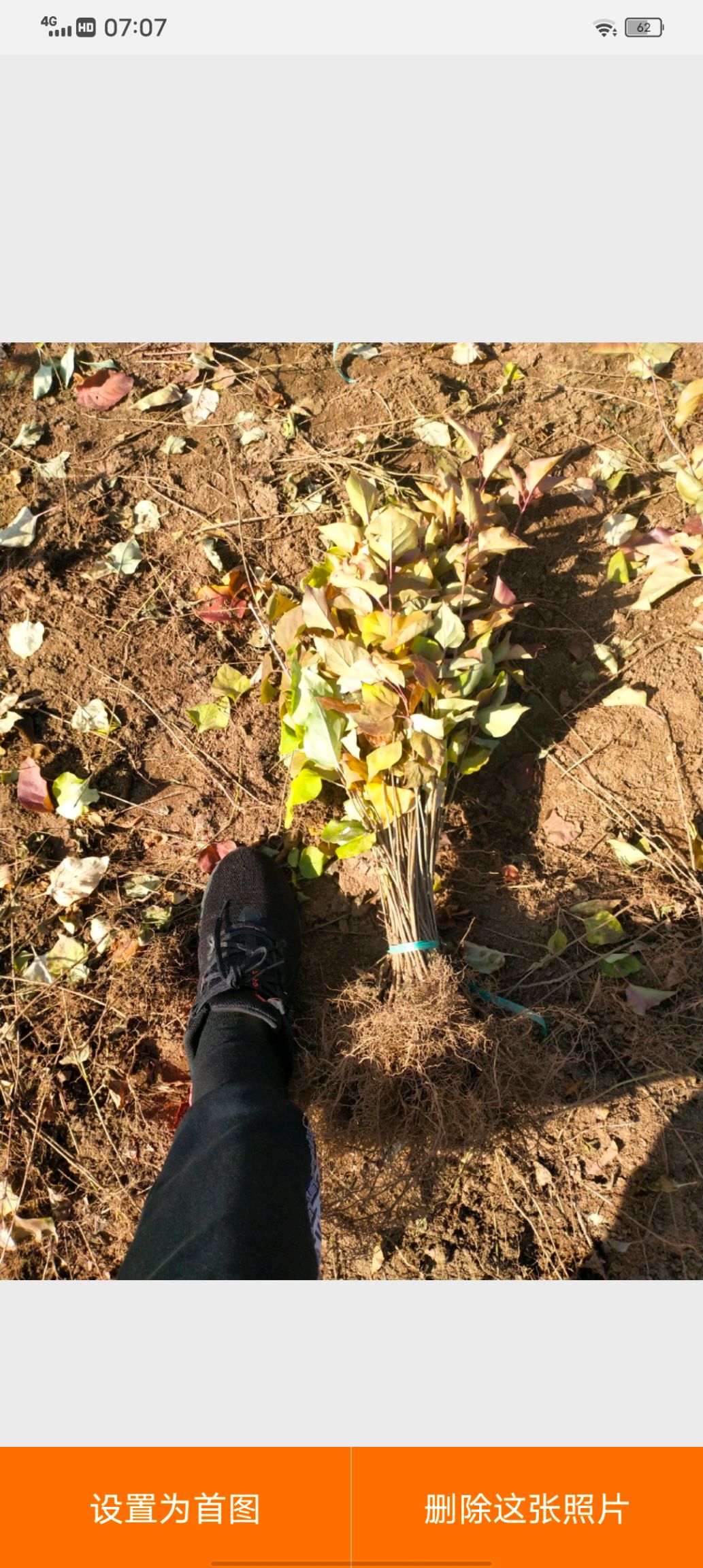 紫丁香播種一年苗二年三年苗丁香苗木產地直銷一手貨源全國包郵