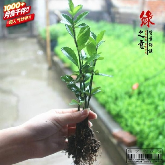 沭阳县大叶黄杨小苗。扦插苗。冬青小苗