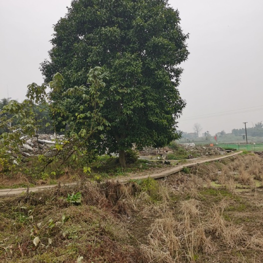 富顺县黄角兰 黄果兰树