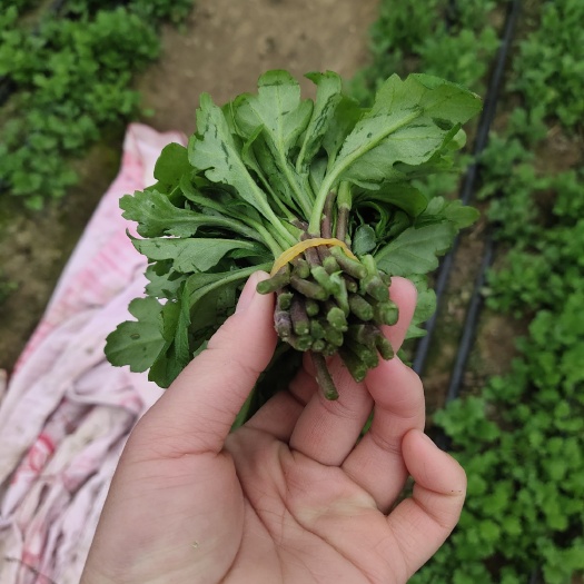 新沂市白菊花苗 黄白菊苗金扇京之城需要联系，欢迎骚扰！