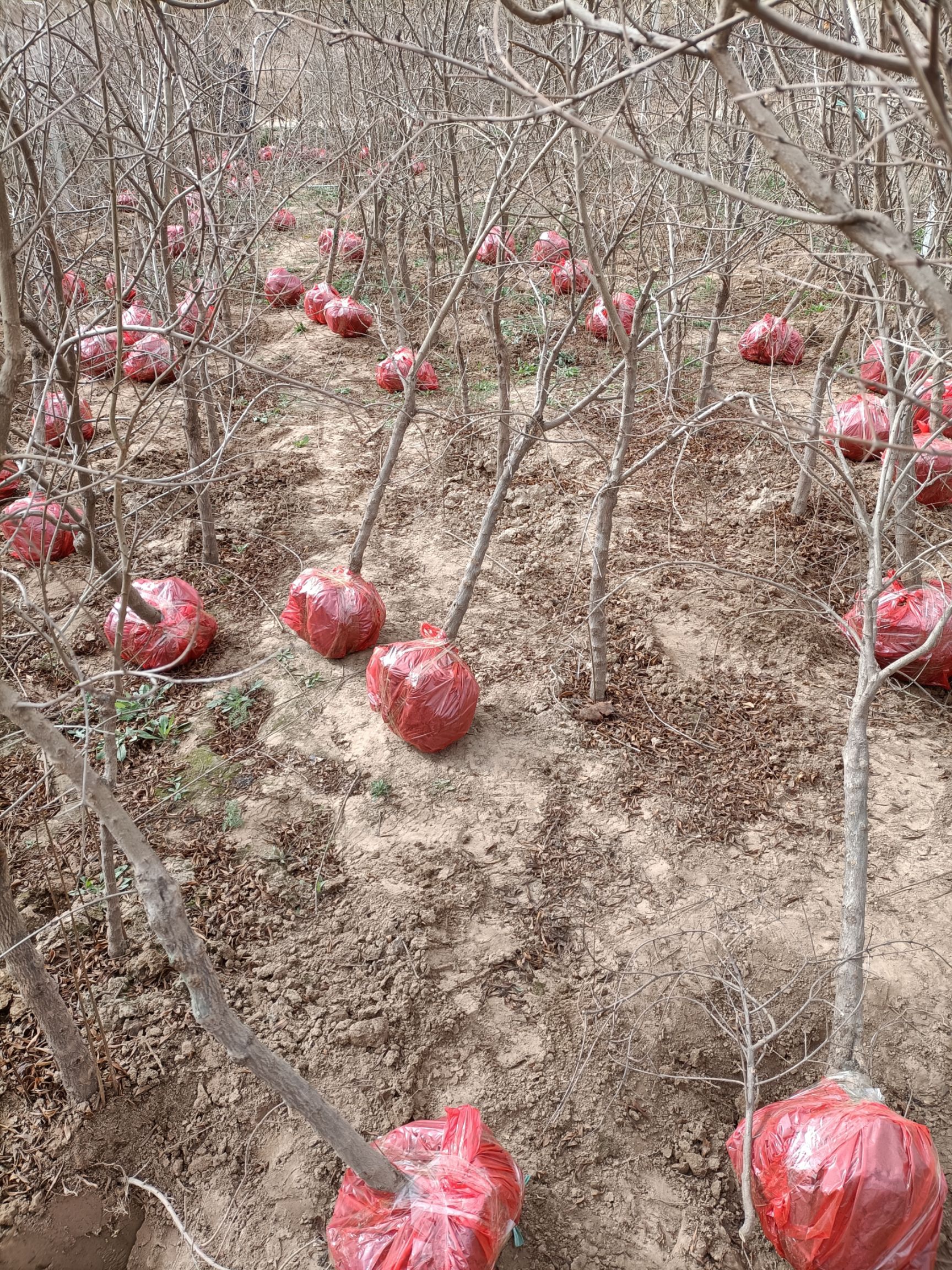 大红袍石榴苗  突尼斯软籽石榴树苗
