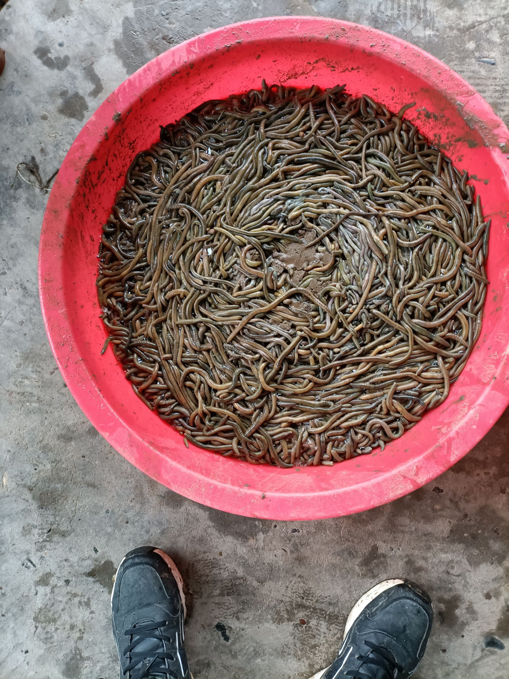 纯人工挖的青蚯蚓