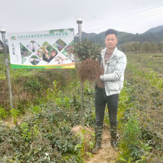 鄱阳县八月瓜苗  八月瓜紫宝三号两年苗，当年栽第二年结果