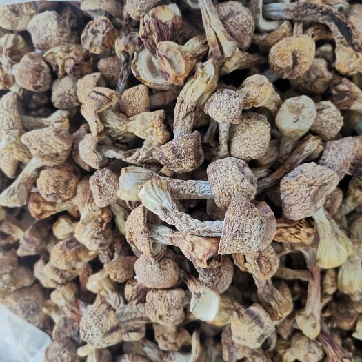 曲周县姬松茸 最后一点货件格低，处理了