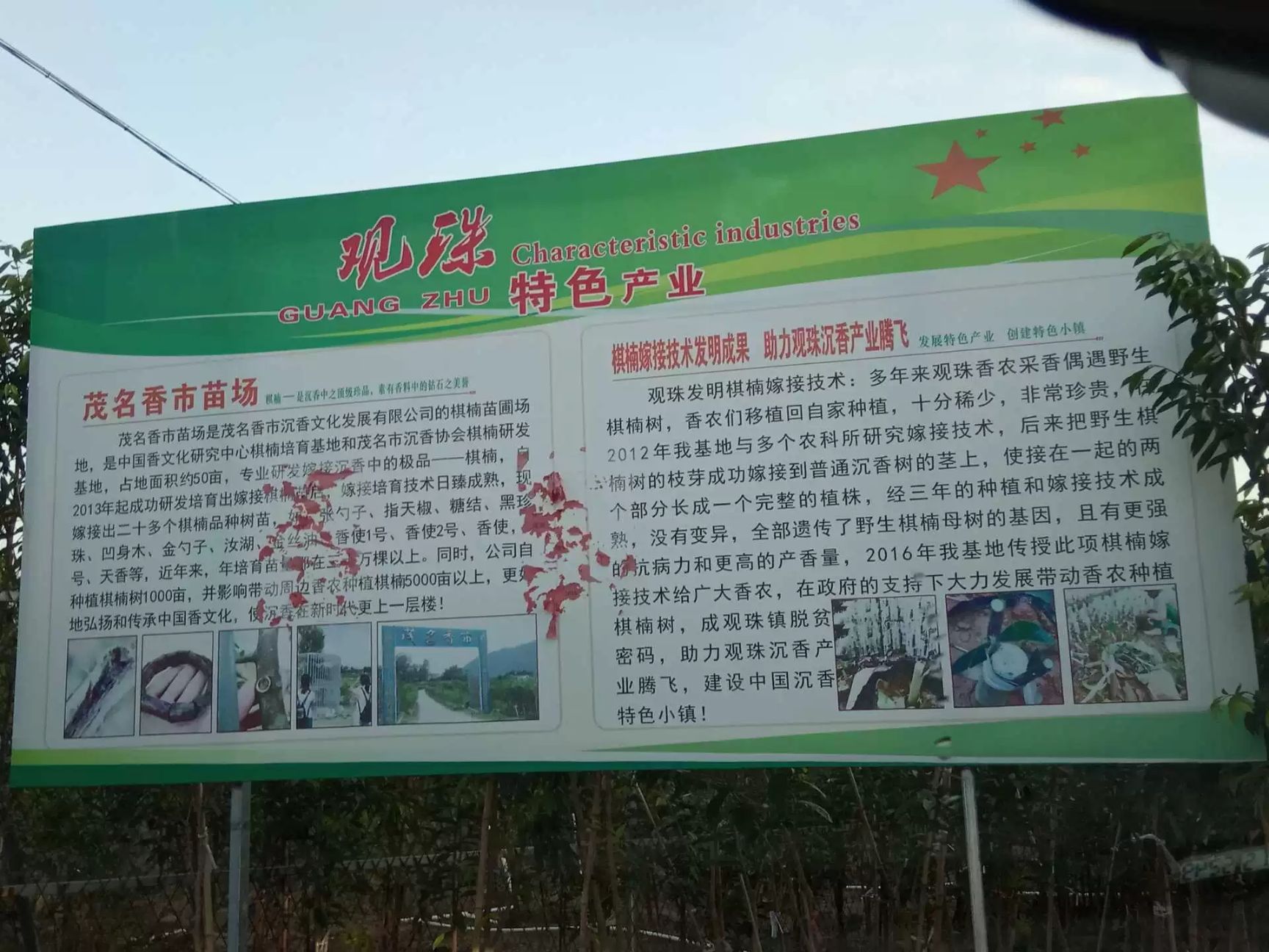 沉香苗  正宗绿奇楠沉香嫁接树苗产地直销带营养杯发货假一赔十