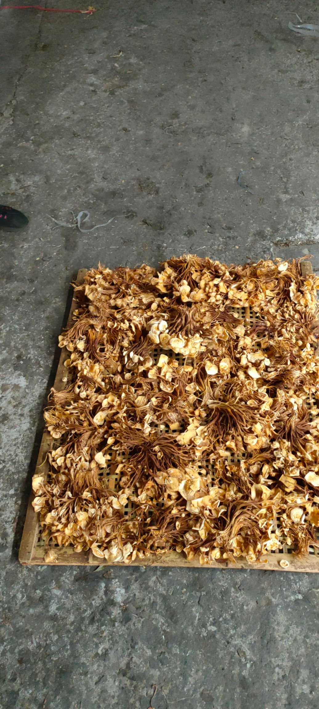 黄金针菇 干金针菇 已开伞