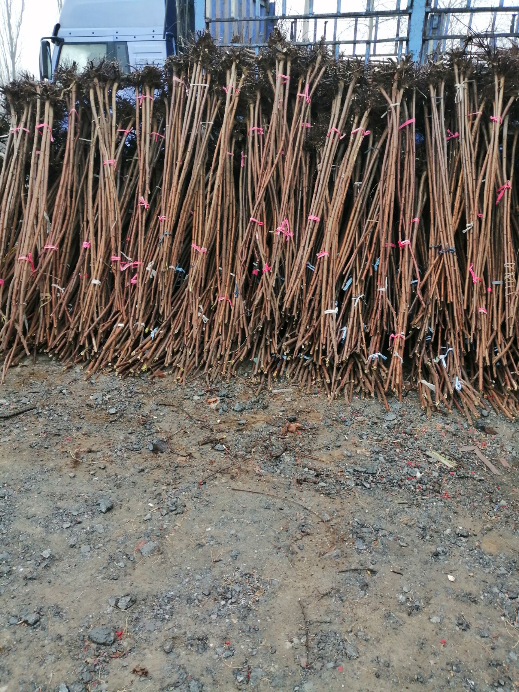 河北火炬树，2-3-4-5公分，量大产地直销。