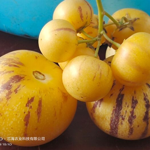 景洪市人参果
