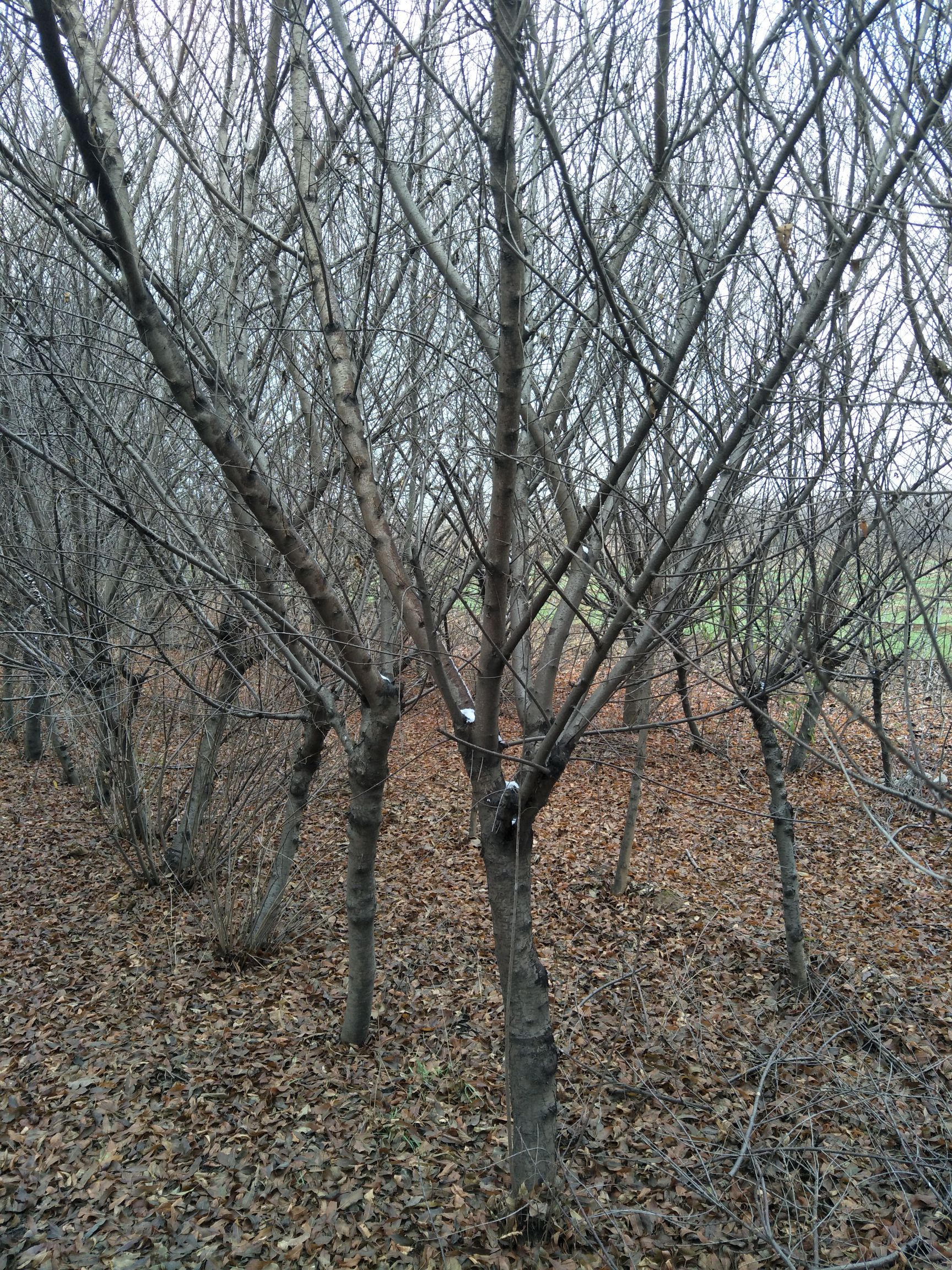 山桃苗 精品8-17公分山桃