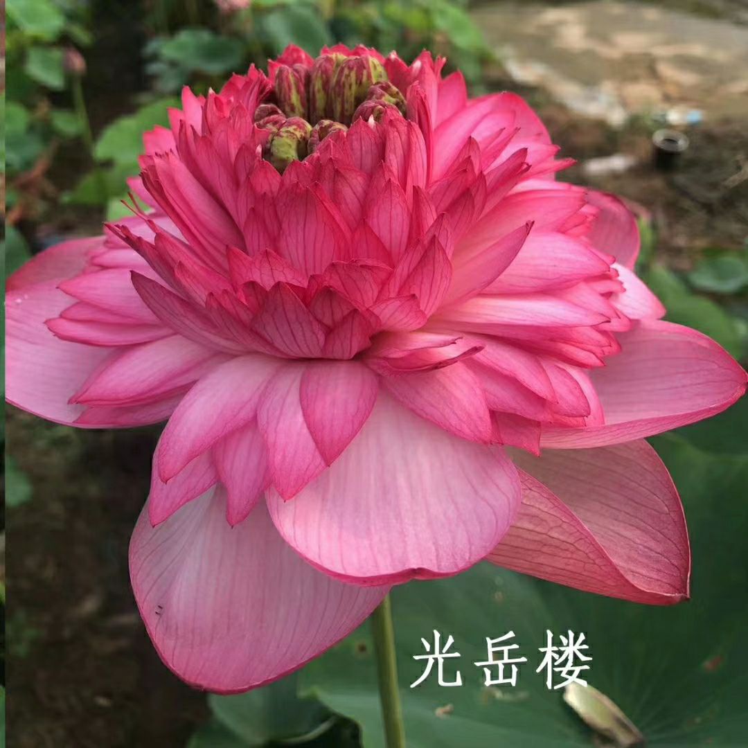 红花藕藕苗 泥藕