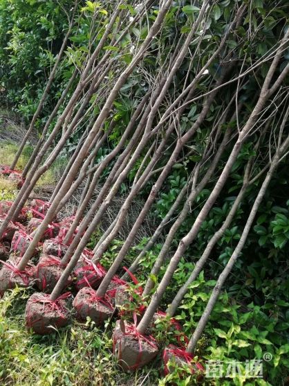 金桂产地批发诚信经营，全国发货 自产自销，苗圃直供，桂花