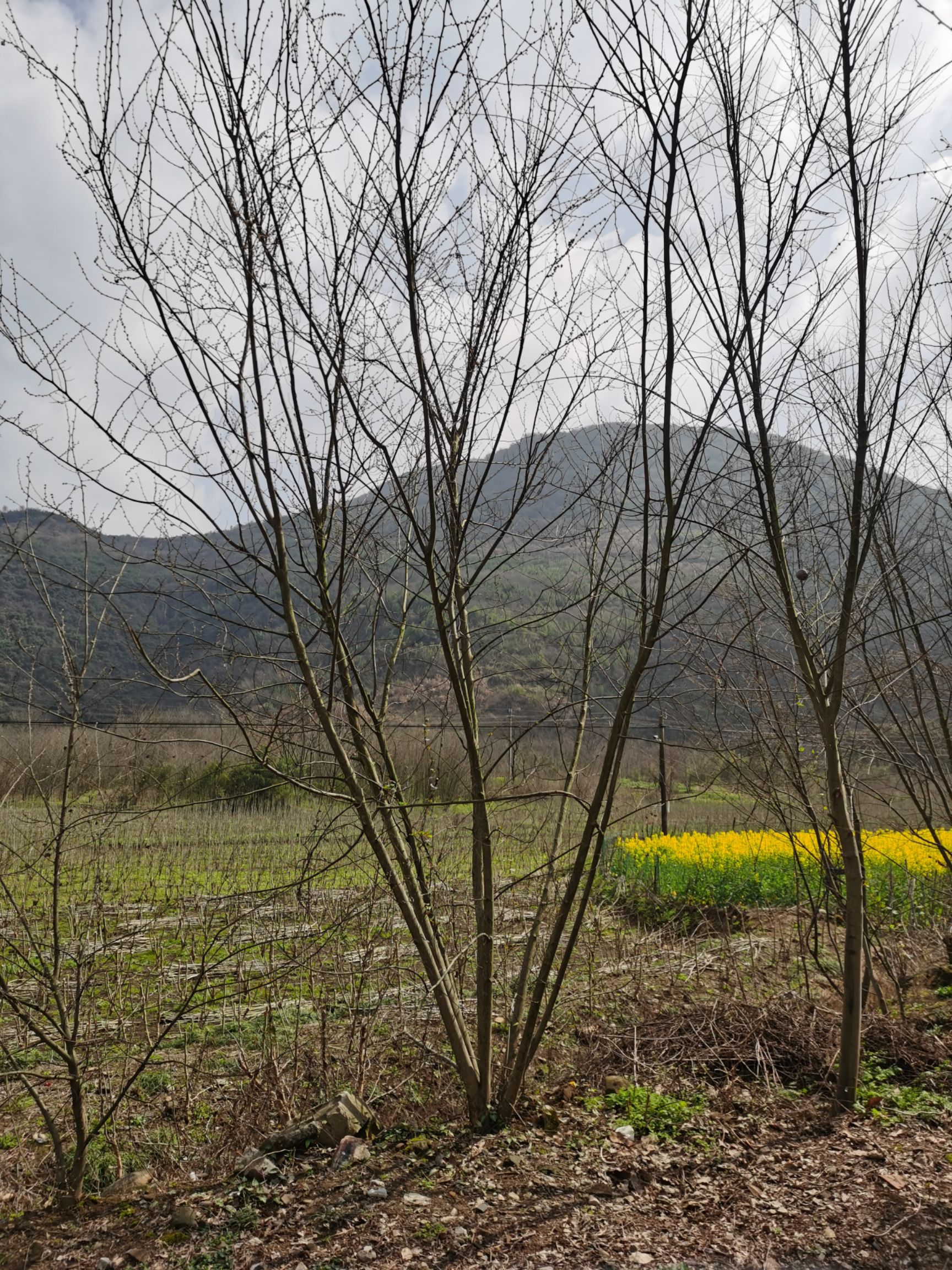 小丛生朴树 丛生小朴树 5杆，3-4公分 原生非拼栽 高6米