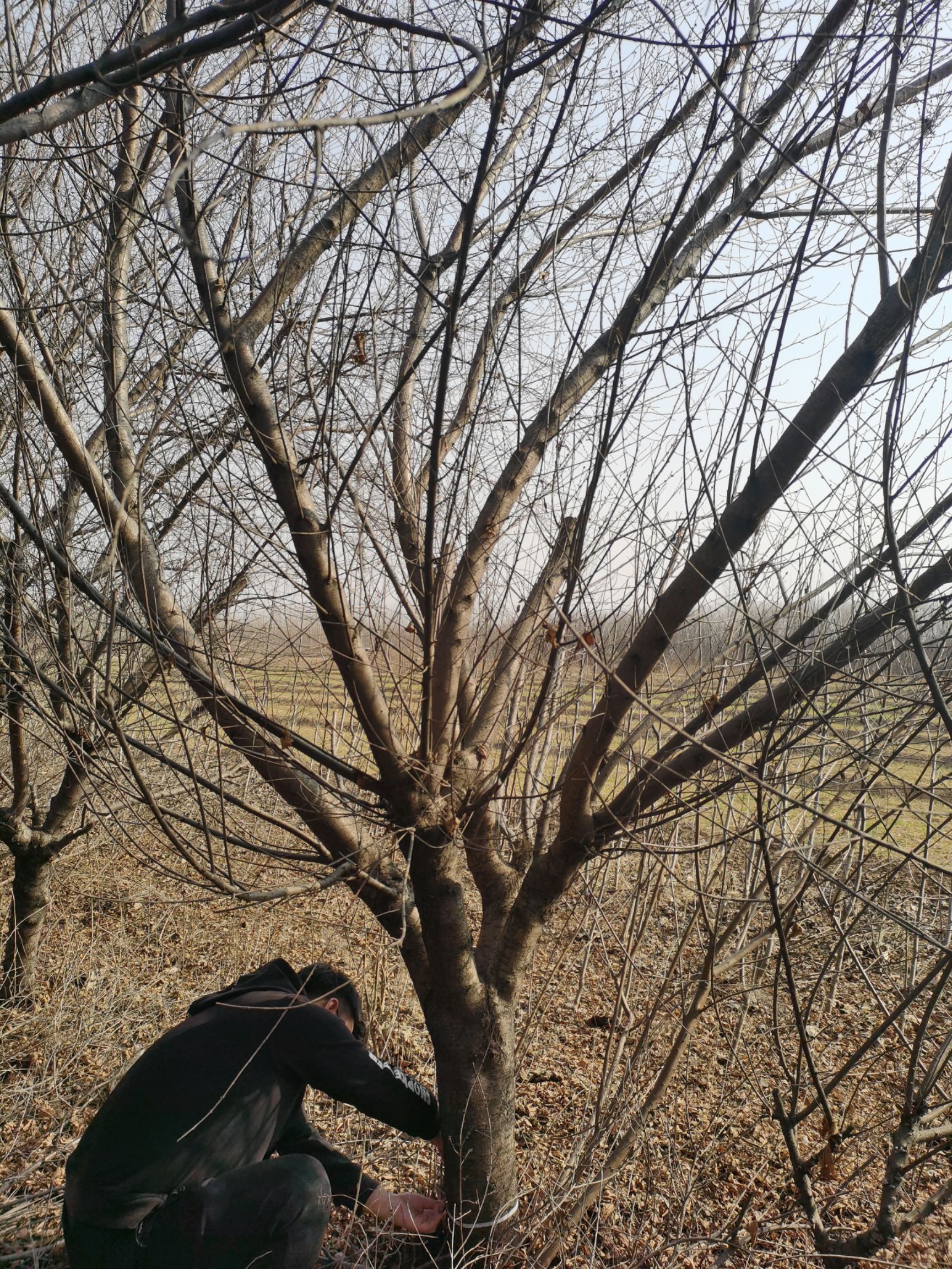 山桃苗 精品8-17公分山桃