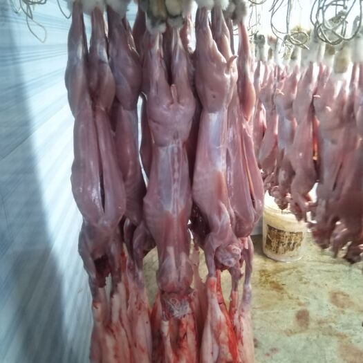 成都肉兔  批发鲜兔肉，当天宰杀质量保证，欢迎老板们订购