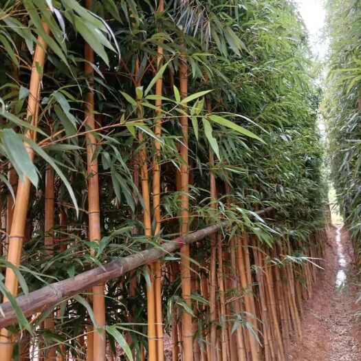 沭阳县黄杆乌哺鸡竹 该栽培型由于竹竿色泽鲜艳，除用作笋用林栽培外也可作为庭院观赏
