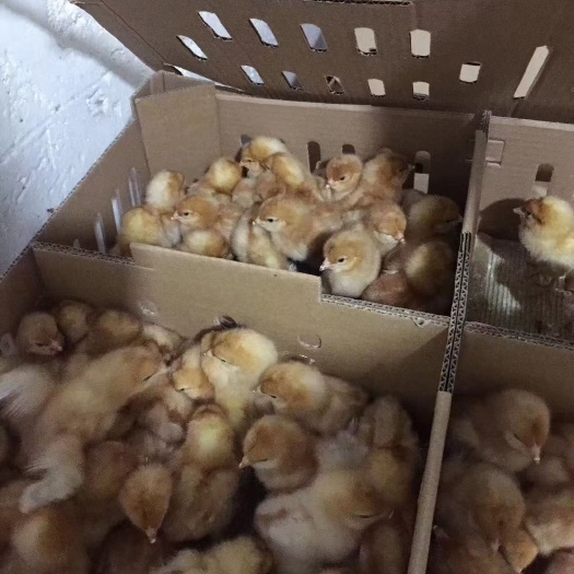 衡阳蛋鸡苗  海蓝褐鸡苗 包运输包出壳疫苗保质保量