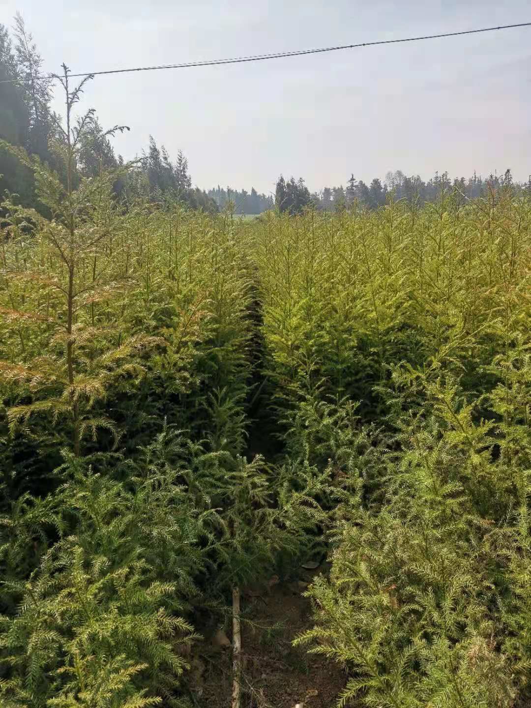 供应1米高的柳杉杯苗，价格实惠