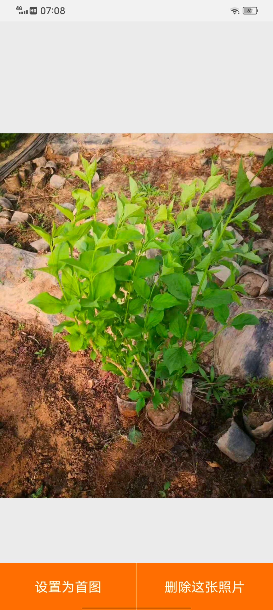 紫丁香播種一年苗二年三年苗丁香苗木產地直銷一手貨源全國包郵