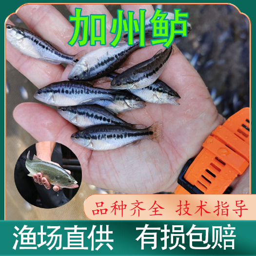 广州加州鲈鱼苗  高抗鲈鱼苗 淡水鲈鱼苗 高密度养殖