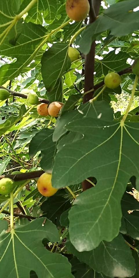 焦作 布兰瑞克无花果苗