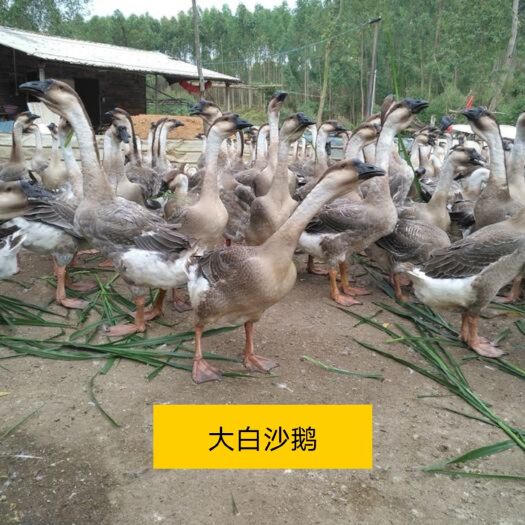 南宁大白沙鹅苗，优良质量，只提供品质好苗