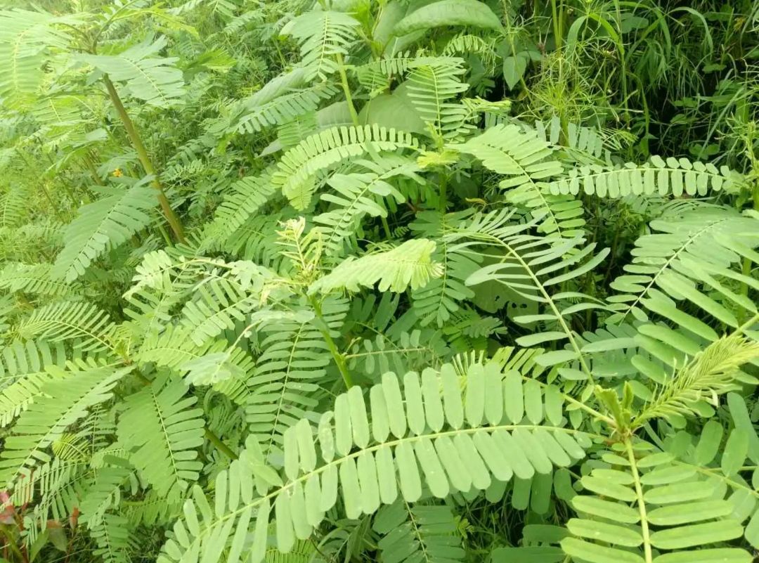 苜蓿草种子  田菁种子一年生草本,适应性强，耐热,改良土壤盐碱