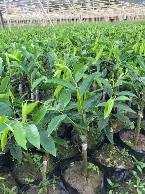 沉香苗  正宗绿奇楠沉香嫁接树苗产地直销带营养杯发货假一赔十