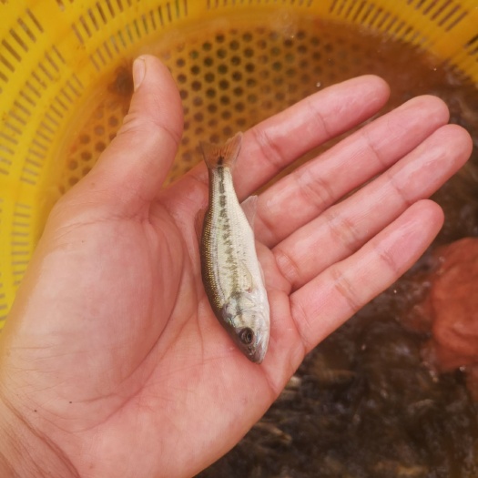 南宁训料加州鲈鱼苗