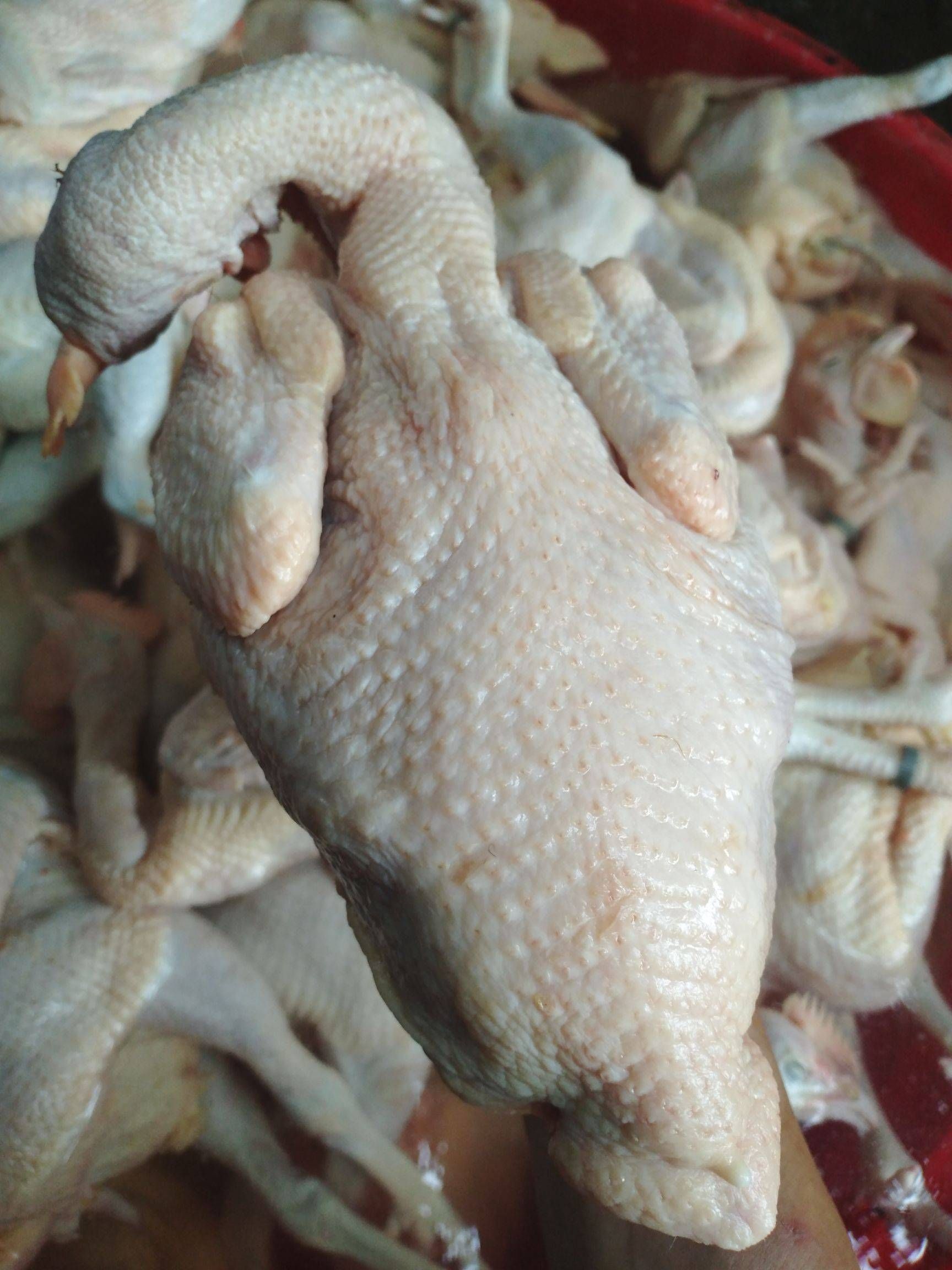 三黄鸡  广东烧鸡， 白切，窑鸡 （专用）