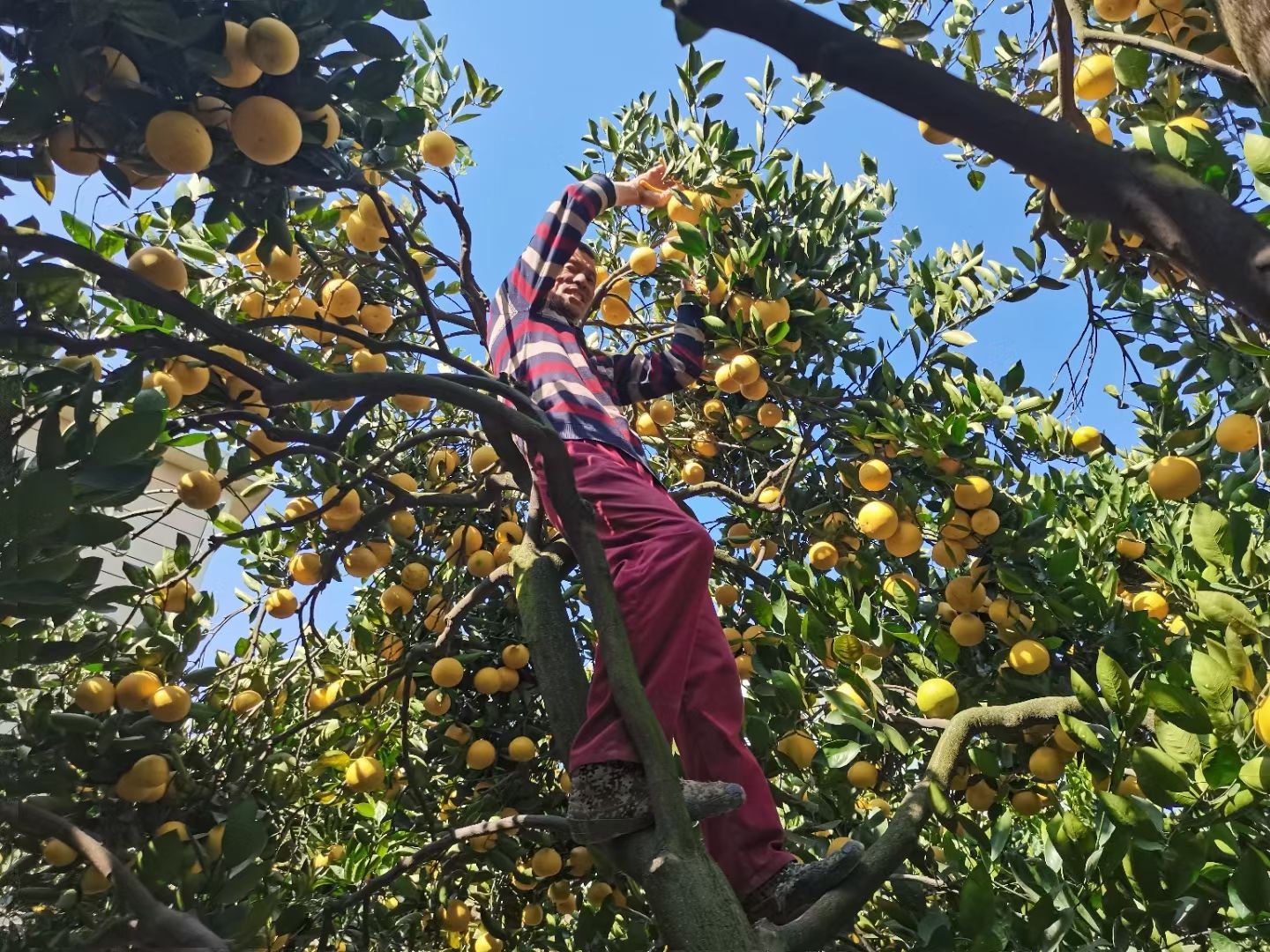 胡柚  自己家果园种植，菜籽饼施肥，不打蜡不催熟，的绿色食品