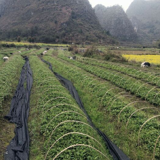 河池板蓝根种苗 板篮根秧苗培育基地，有需要种植的抓紧联系，量大从优，价格实惠