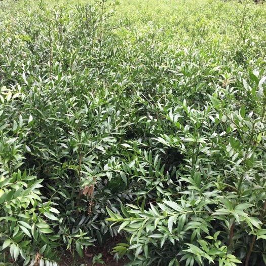 奉新县窄叶竹柏 竹柏小苗，234公分大量