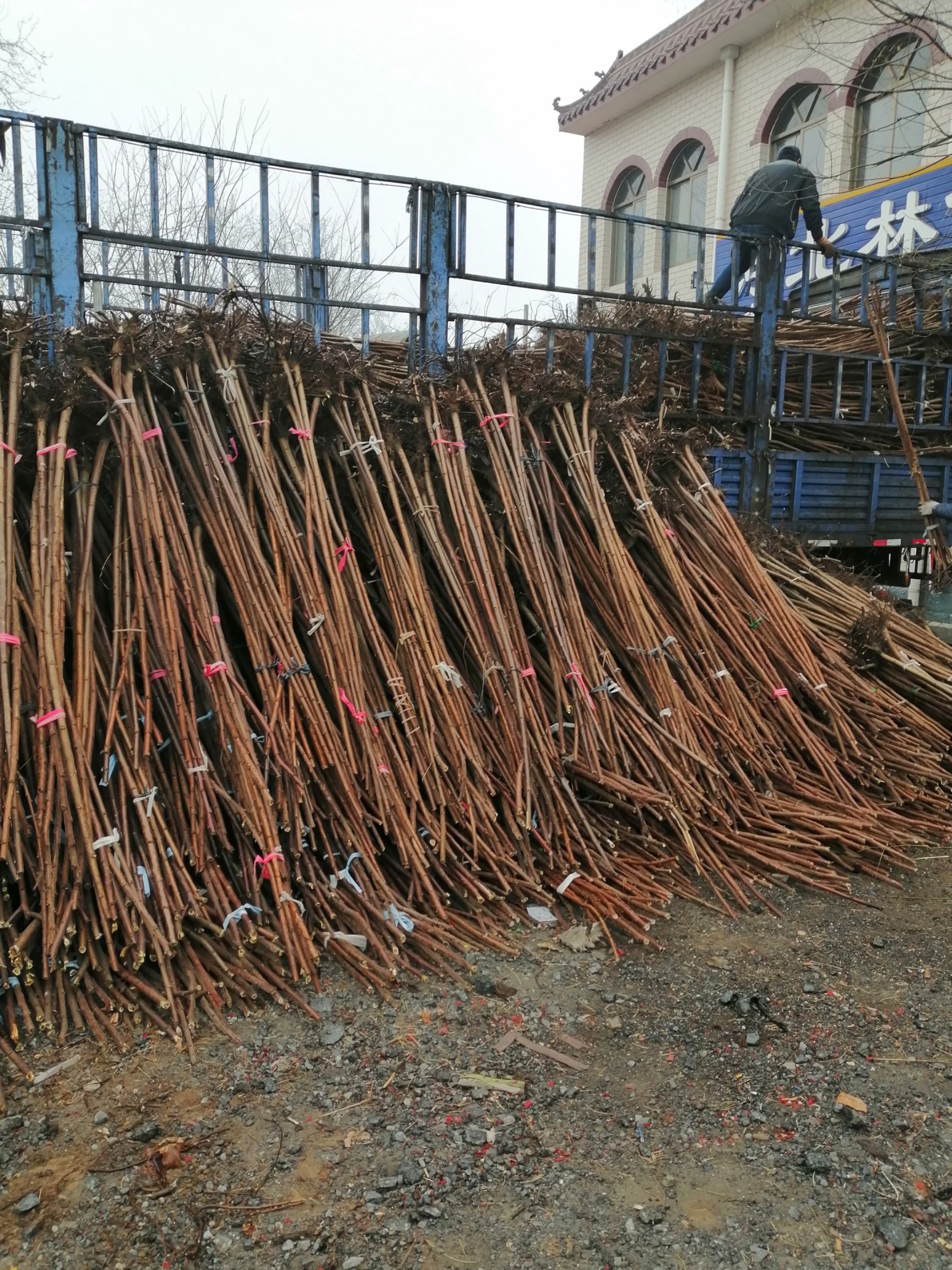 河北火炬树，2-3-4-5公分，量大产地直销。