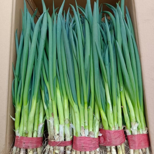 滦南县香葱 精品小葱