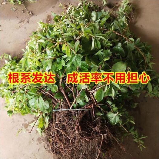 沭阳县爬山虎苗，爬山虎小苗。三叶爬山虎，五叶爬山虎。