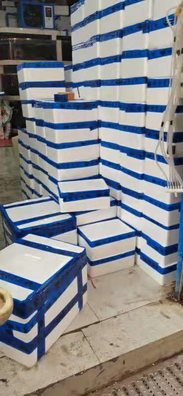 净化蚝  小生蚝大件装