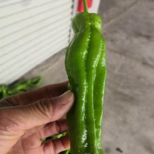钦州皱皮椒 广西壮族自治区钦州市钦南区 