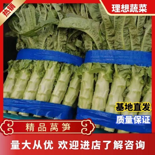 兰陵县红叶莴笋  兰陵县莴笋大量上市有红尖叶和三青青皮青肉质量很好