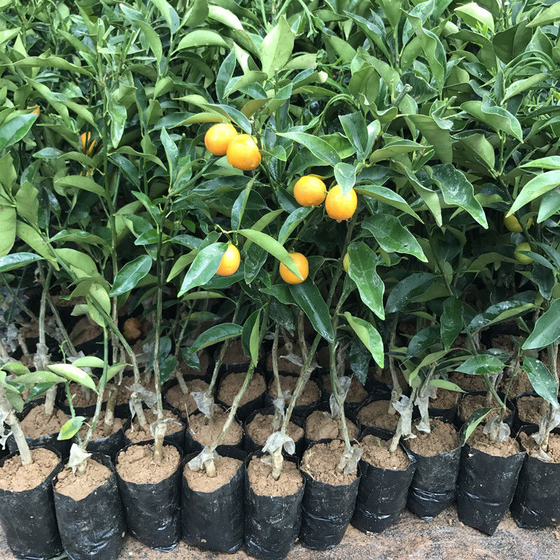 脆皮金桔苗  脆蜜金柑苗生长强势自己脆爽，味浓甜
