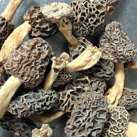 费县 野生羊肚菌干货3-6厘米
